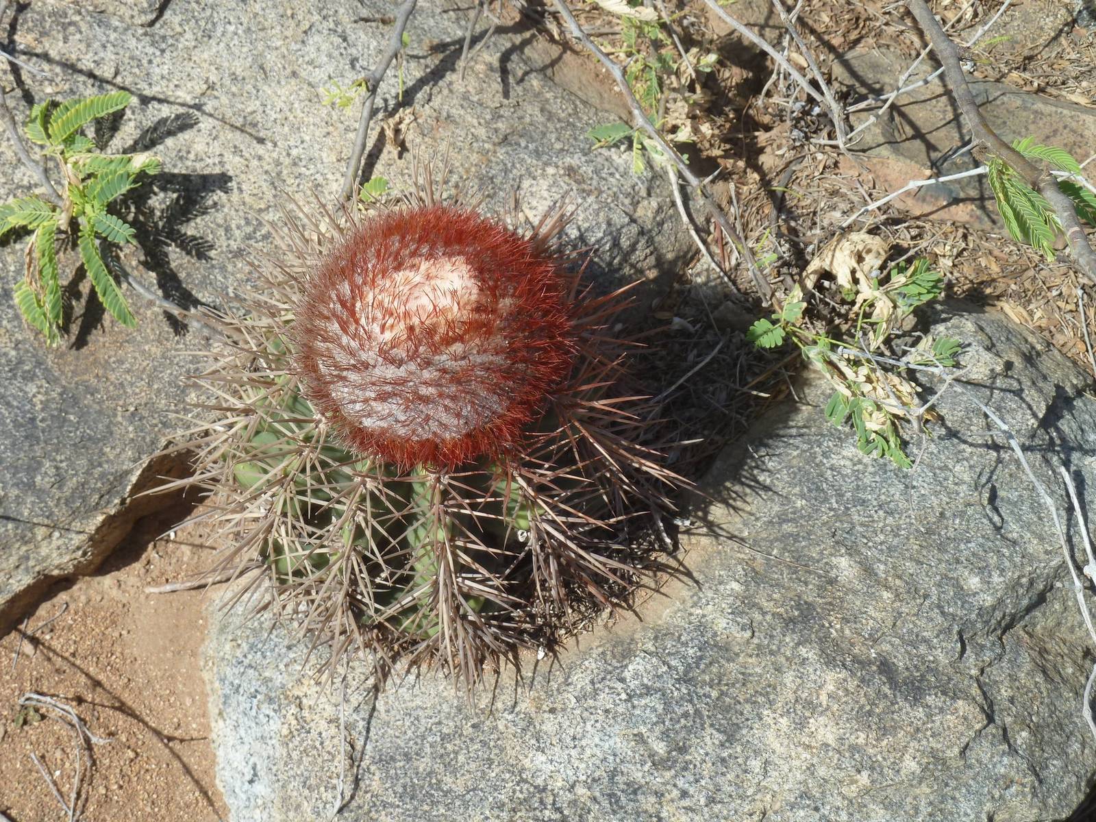 A barrel cactus among the rocks of Aruba's dry interior