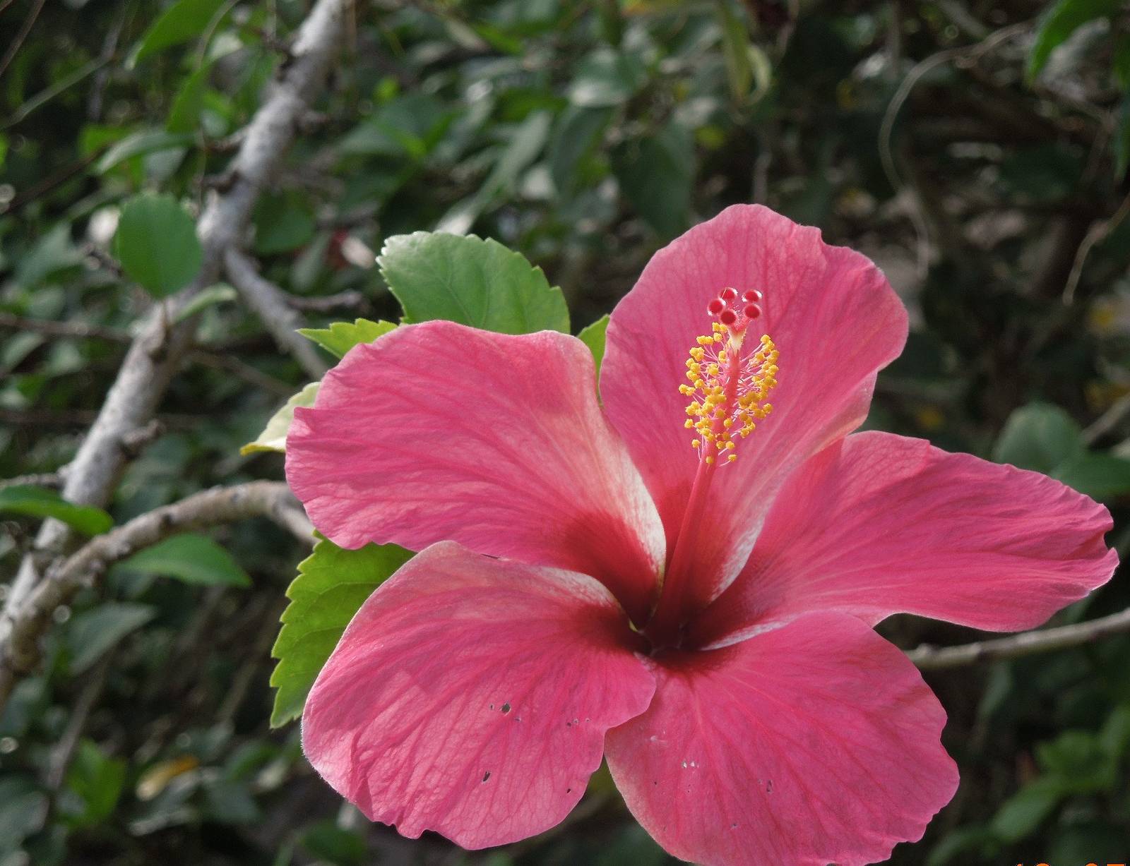 A pink hibiscus flower in a Jamaican garden