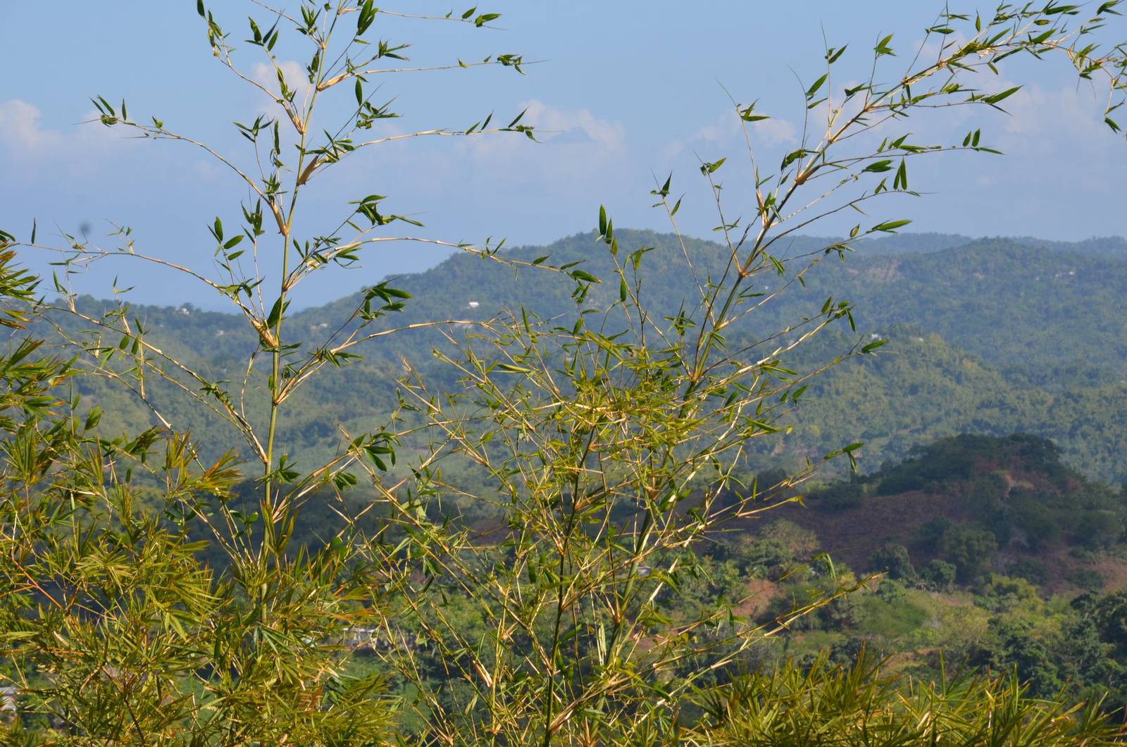 Green hills rolling away in the Jamaican interior